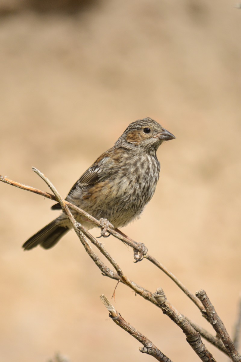 Mourning Sierra Finch - ML542790611