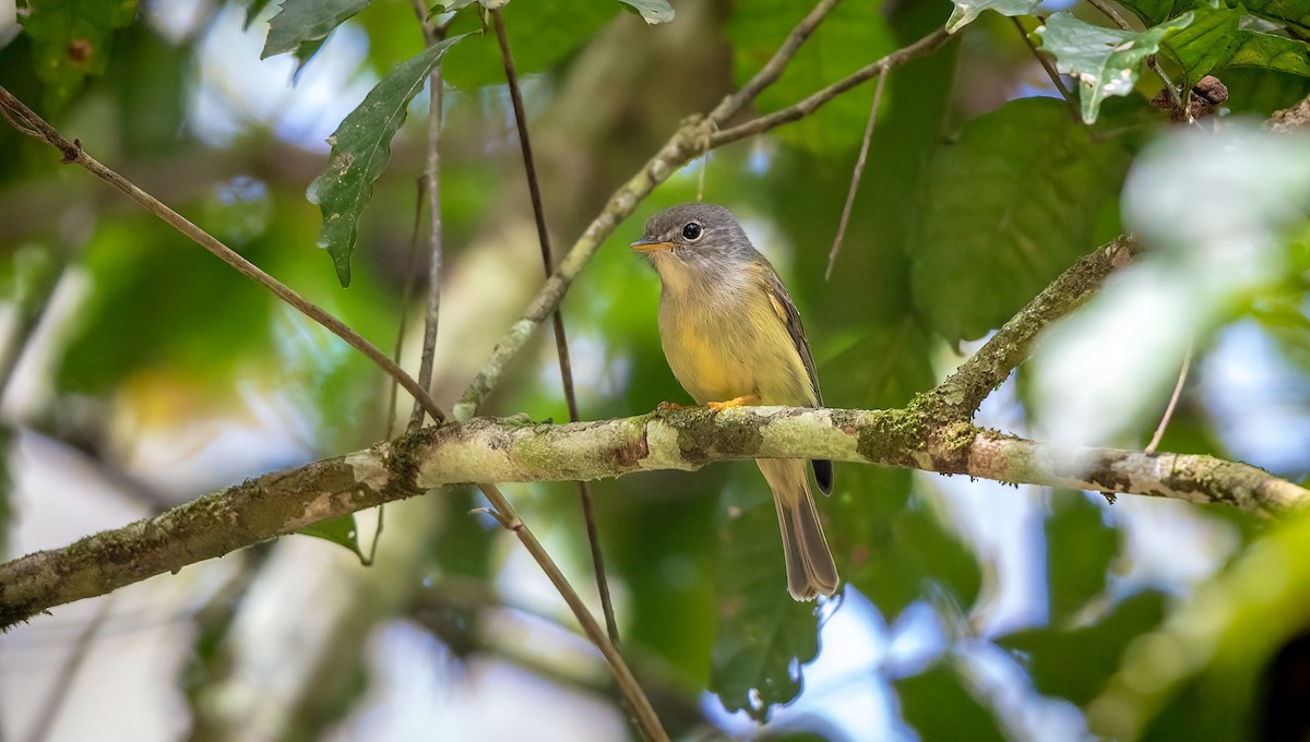 Yellow-legged Flyrobin - ML542791131