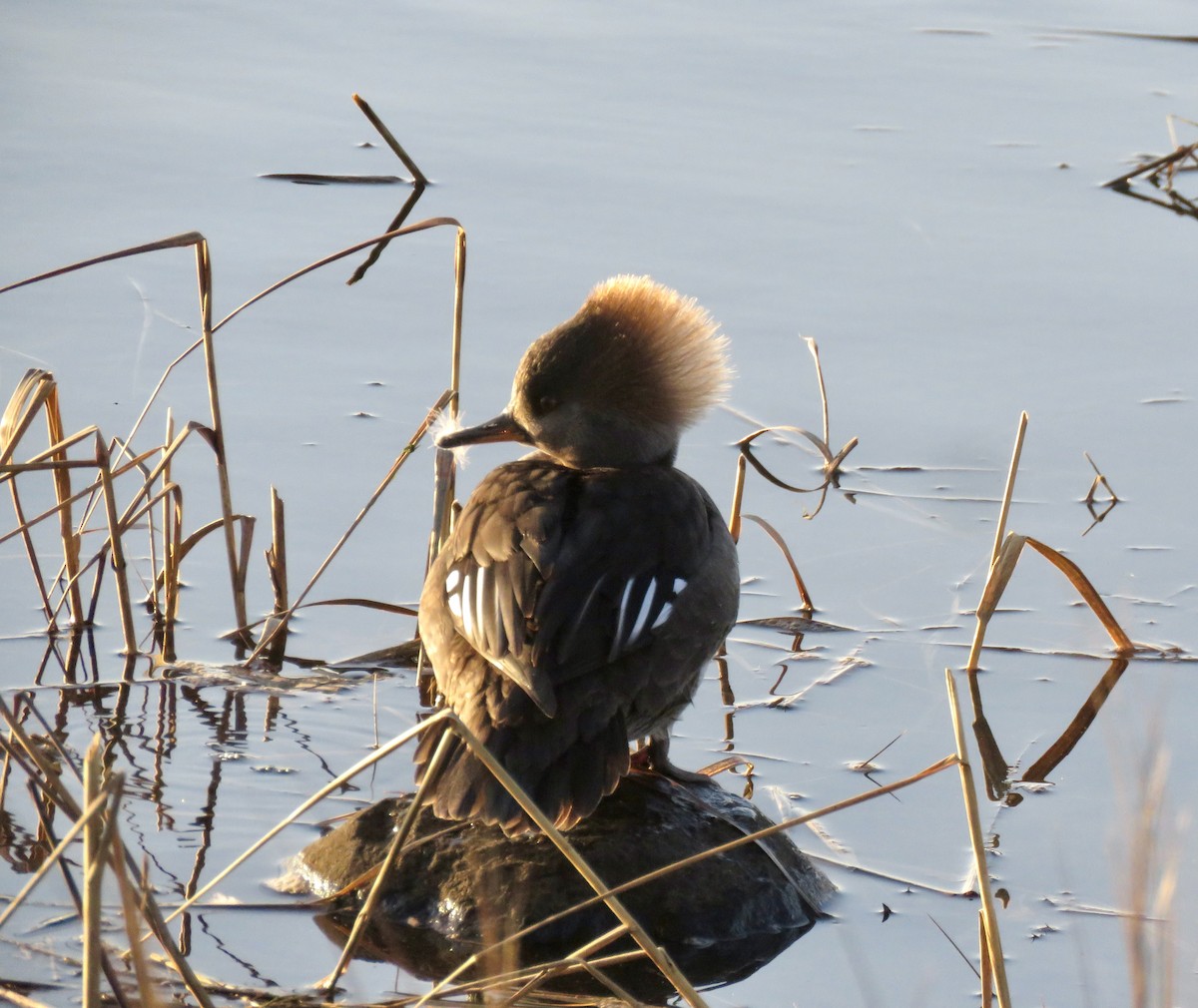 Hooded Merganser - ML542791211