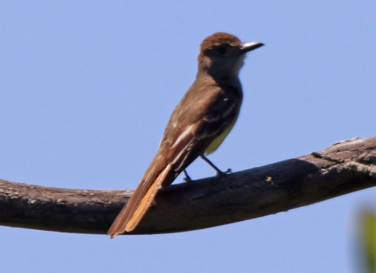 Great Crested Flycatcher - Gregory Coniglio