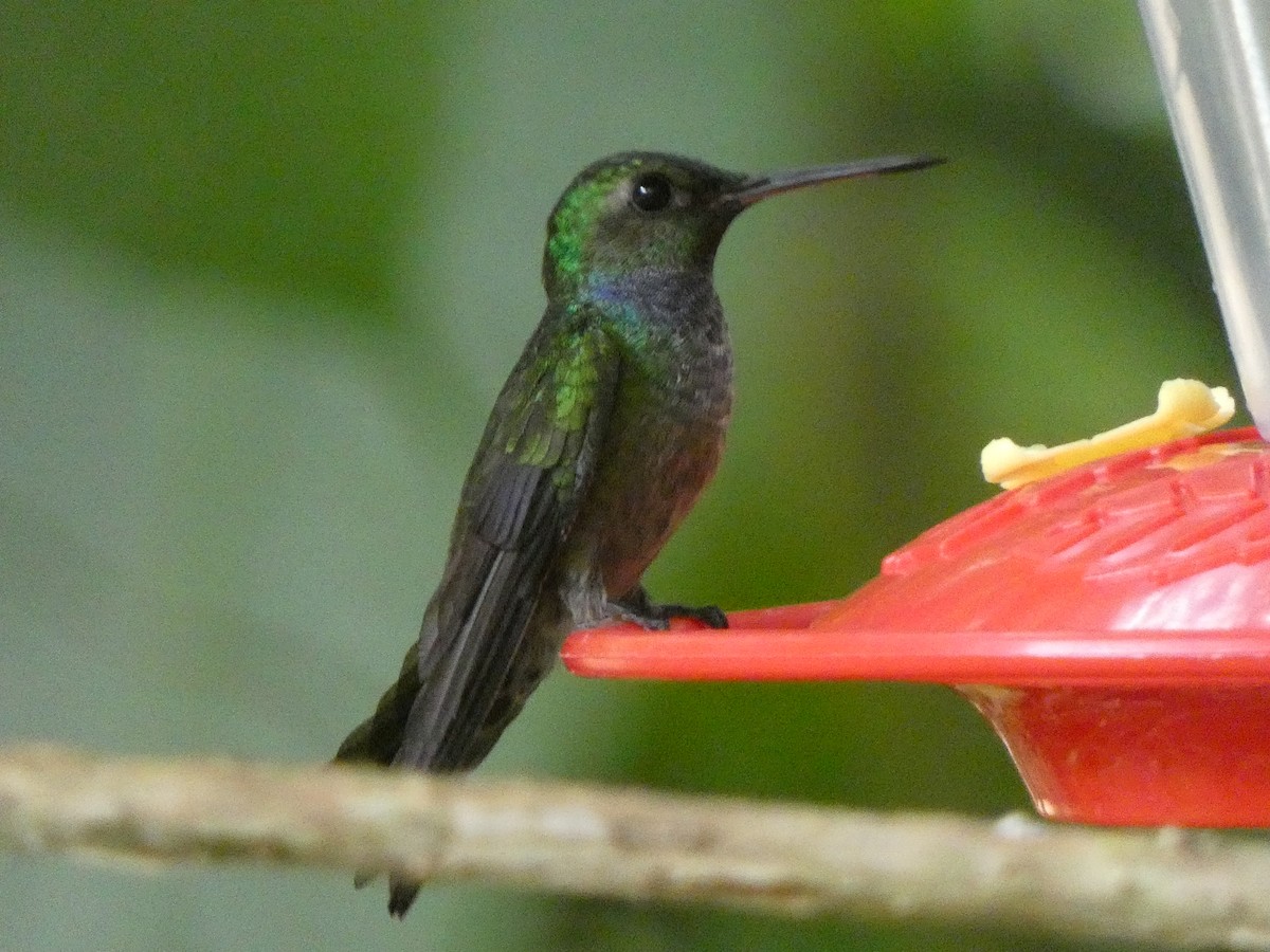 kolibřík modroprsý - ML542792251