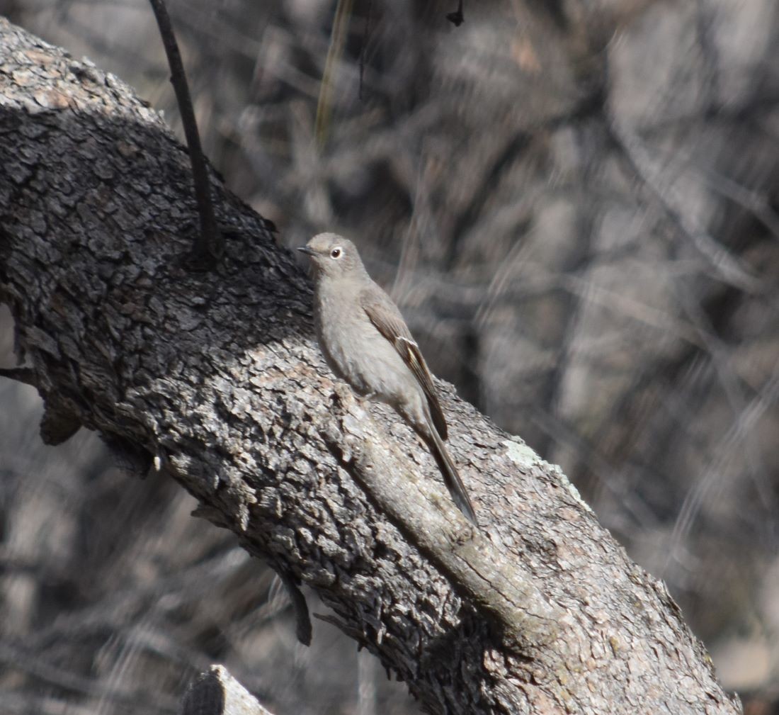 Townsend's Solitaire - ML542792551