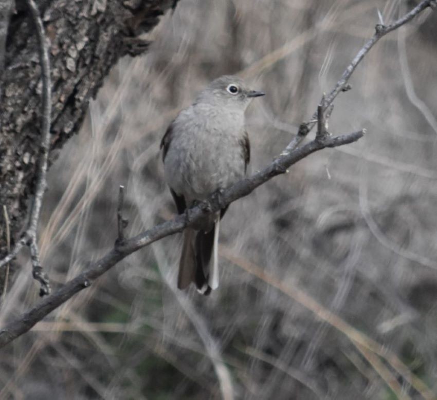 Townsend's Solitaire - ML542792561