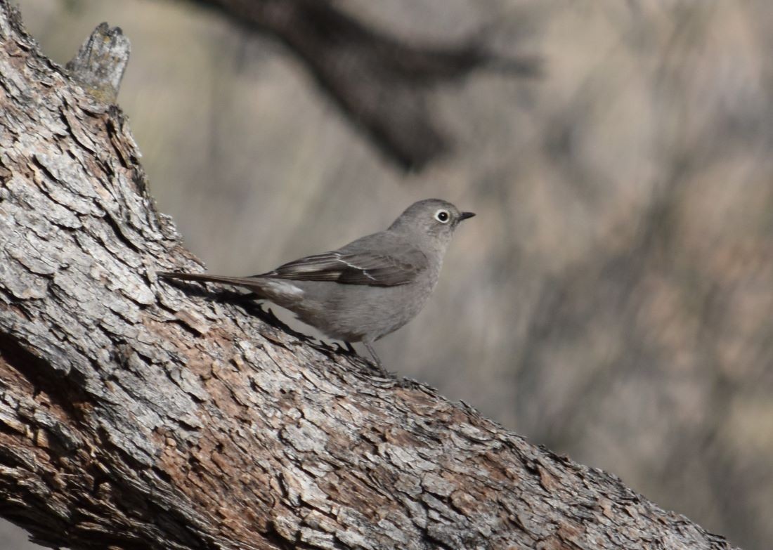 Townsend's Solitaire - ML542792571