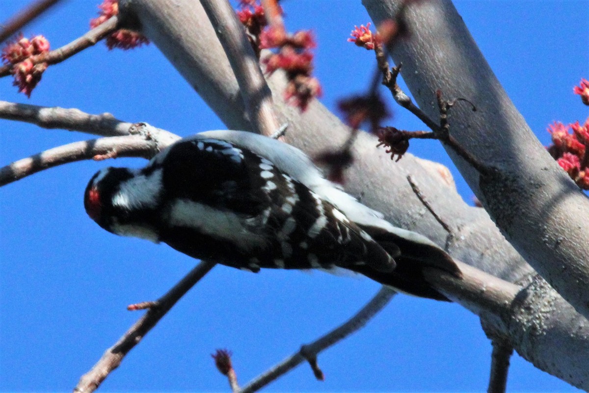 Downy/Hairy Woodpecker - ML542794441