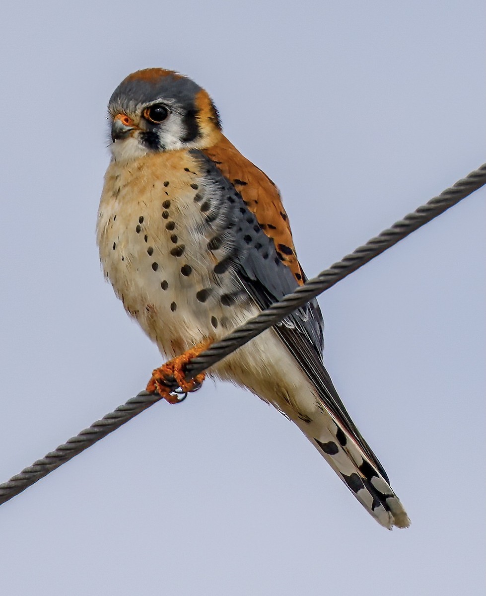 American Kestrel - ML542795881