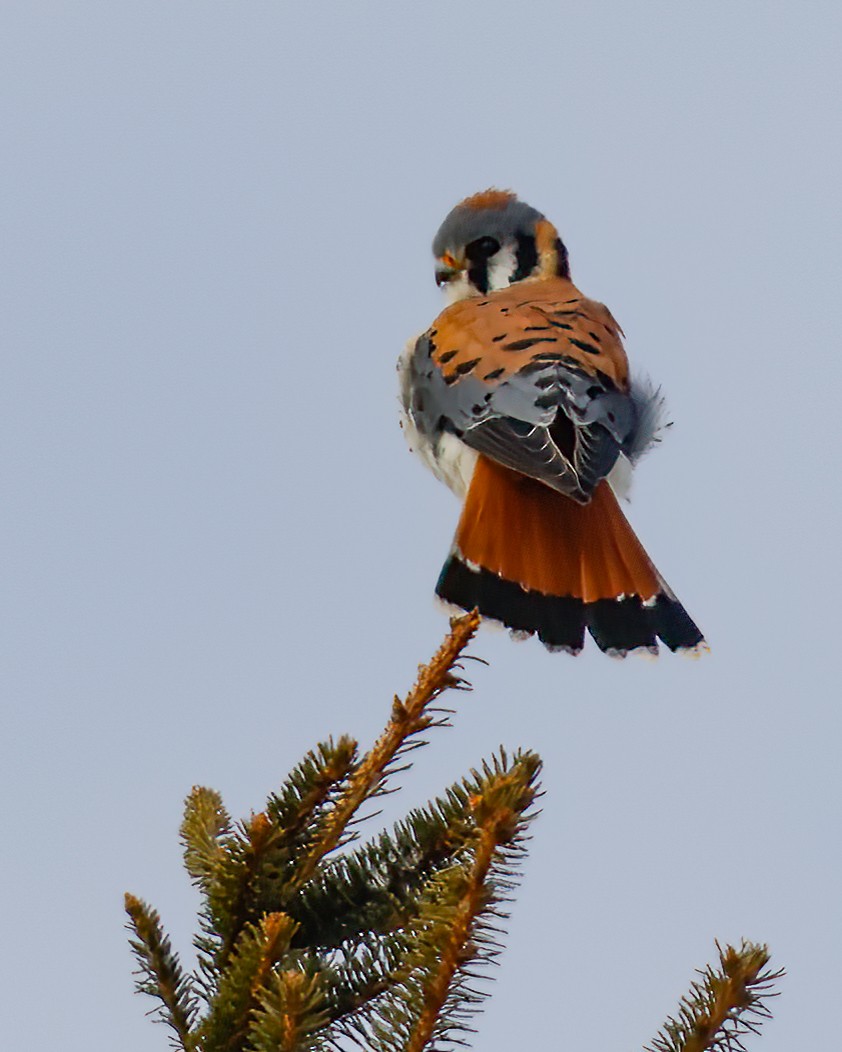 American Kestrel - ML542795891