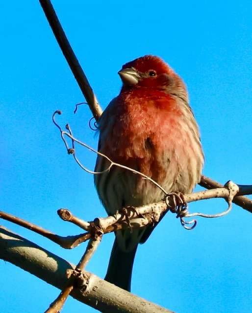 House Finch - ML542796141