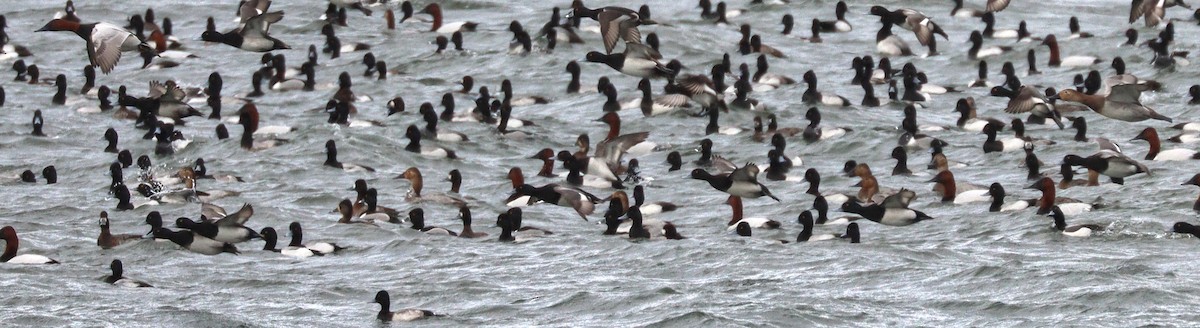 Lesser Scaup - ML542796331