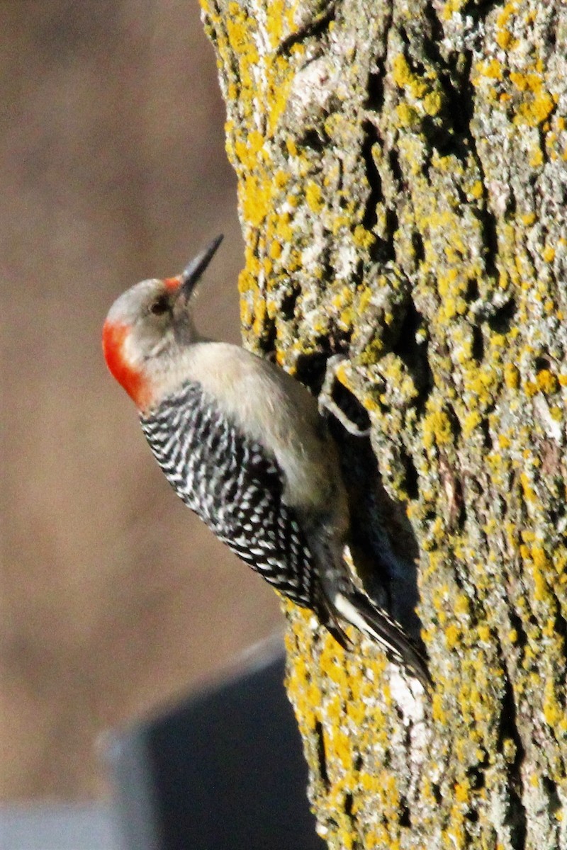 Red-bellied Woodpecker - ML542796401