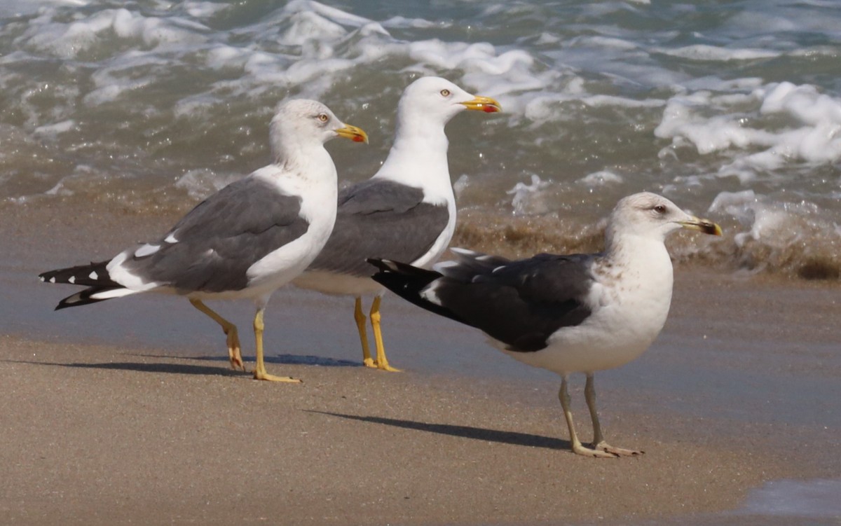 Lesser Black-backed Gull - ML542797121