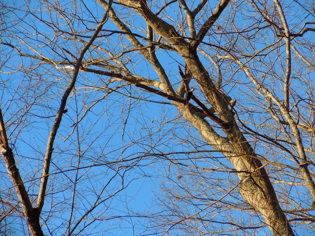 Pileated Woodpecker - ML542798771