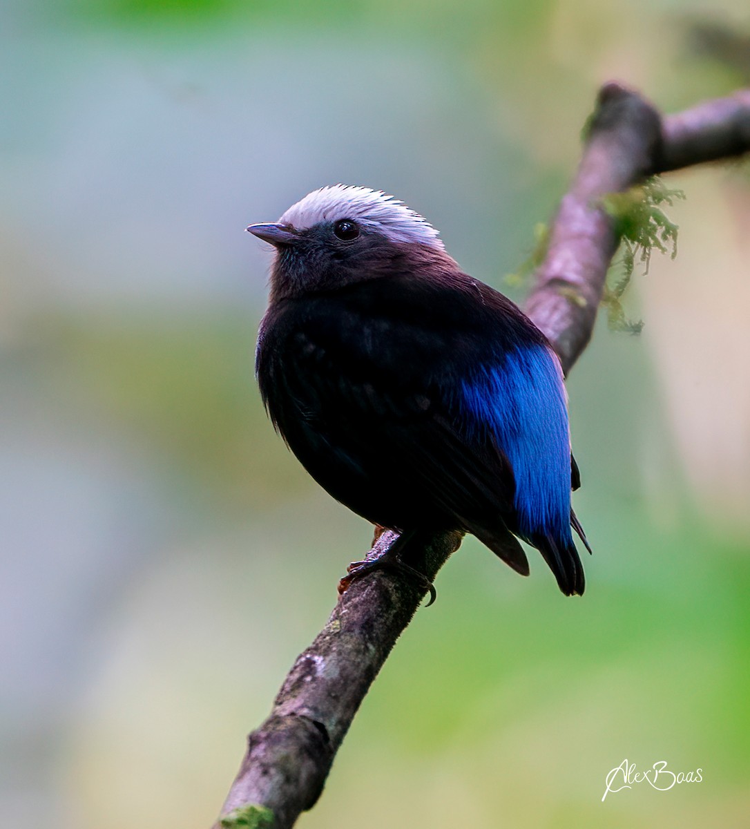 Blue-rumped Manakin - Alex Boas