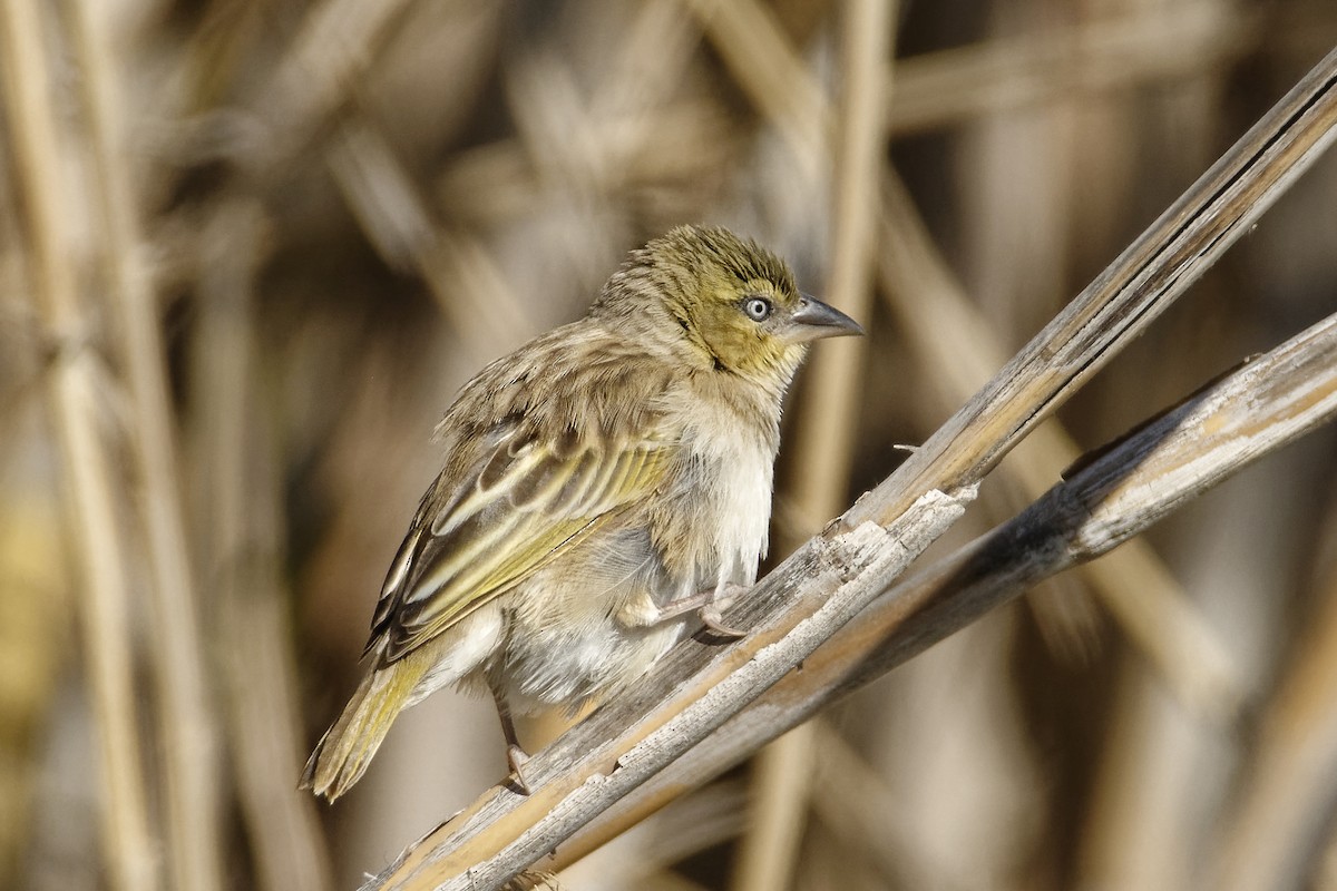 snovač černohlavý - ML542799001