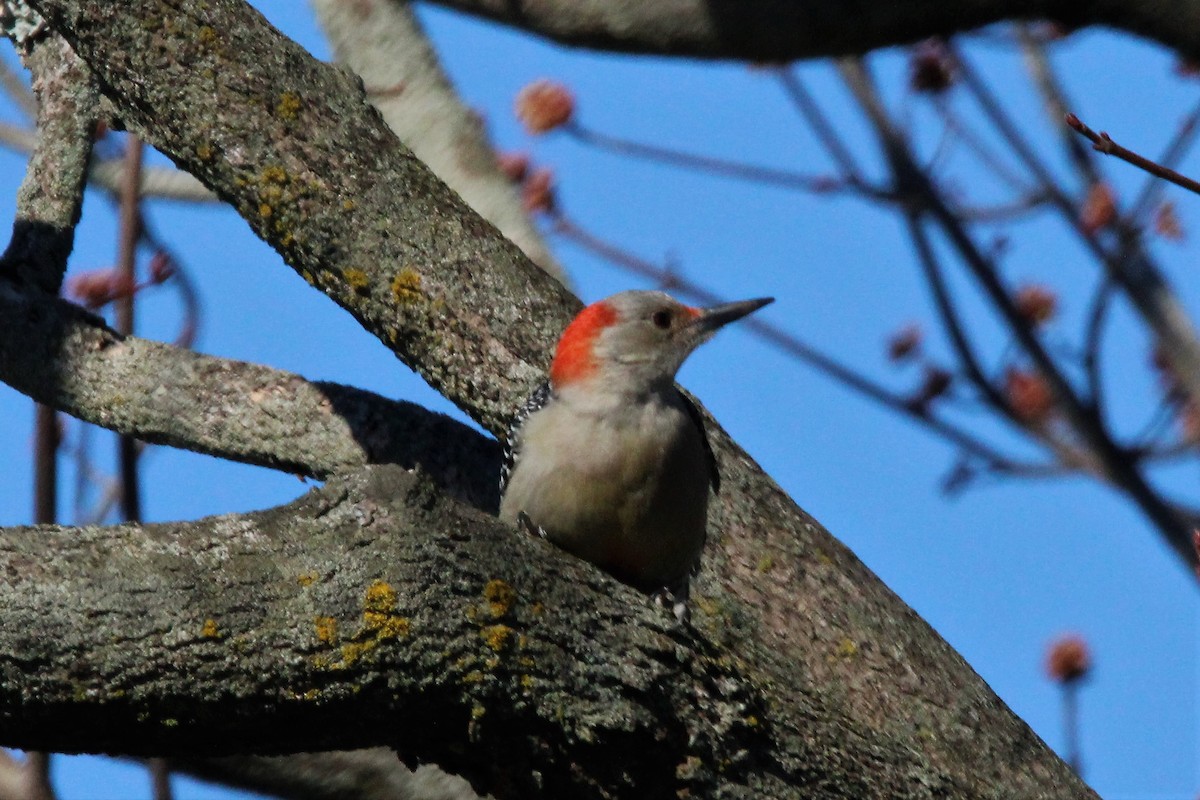 Red-bellied Woodpecker - ML542799561