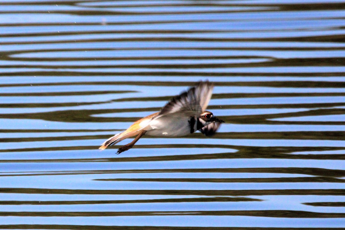 Killdeer - ML542800411