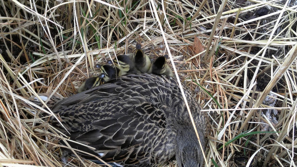 Mallard - Ed Talbott