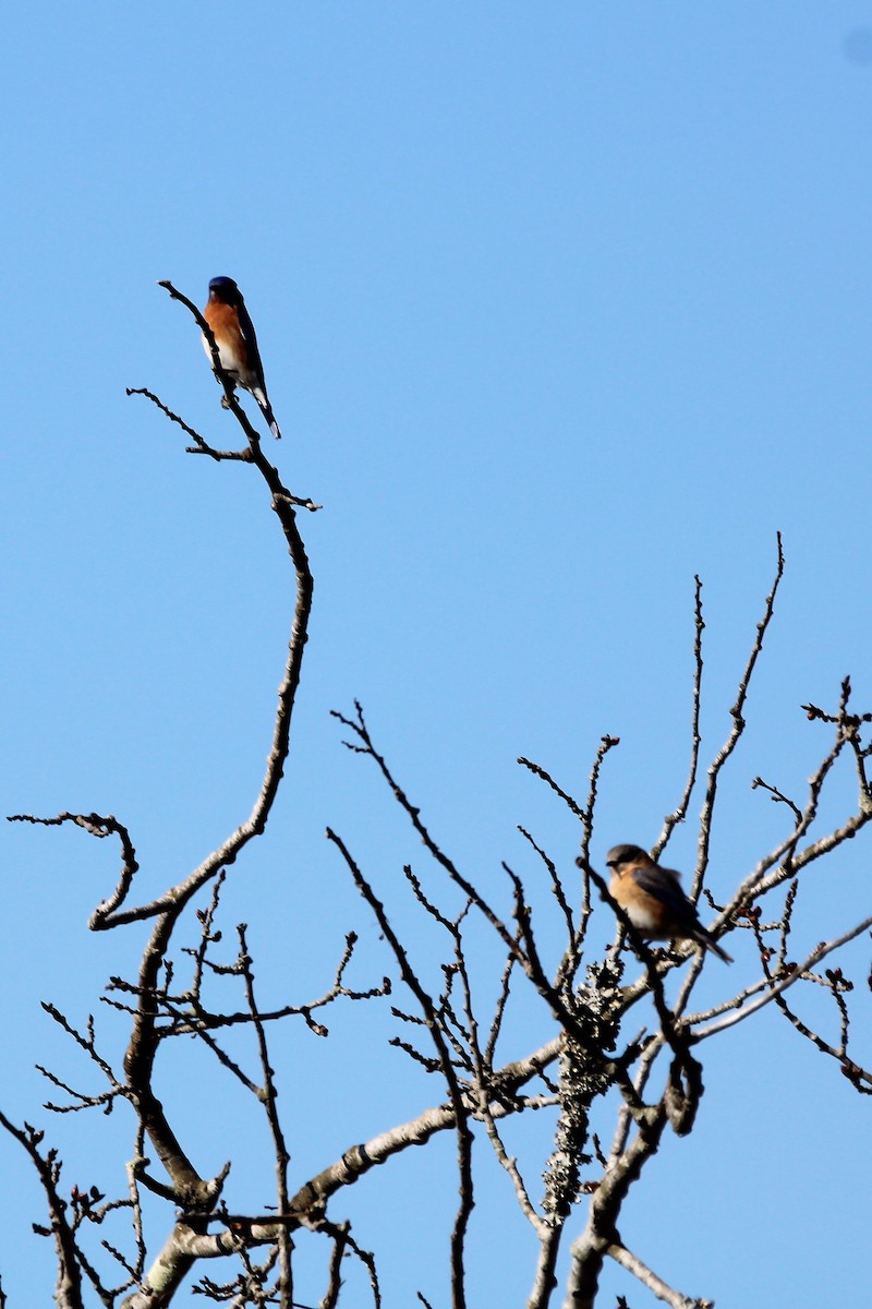 Eastern Bluebird - ML542801561