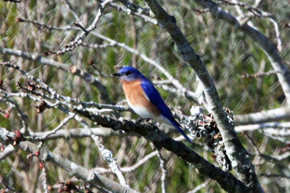 Eastern Bluebird - ML542801581