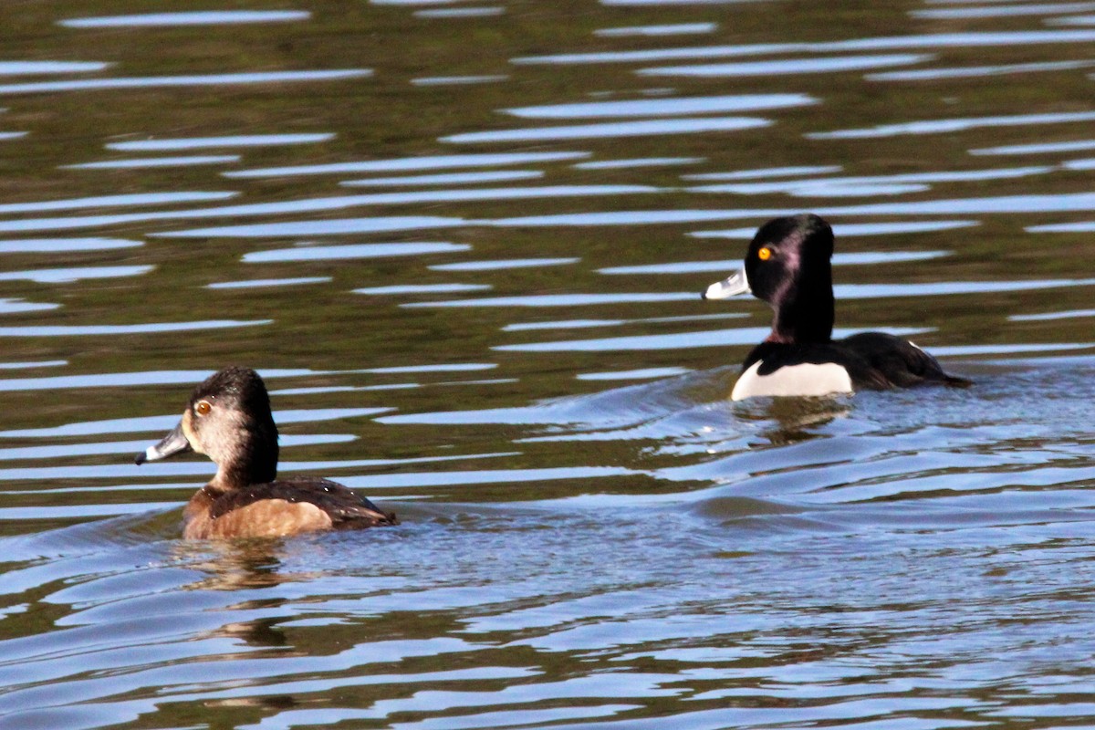 Ring-necked Duck - ML542802301