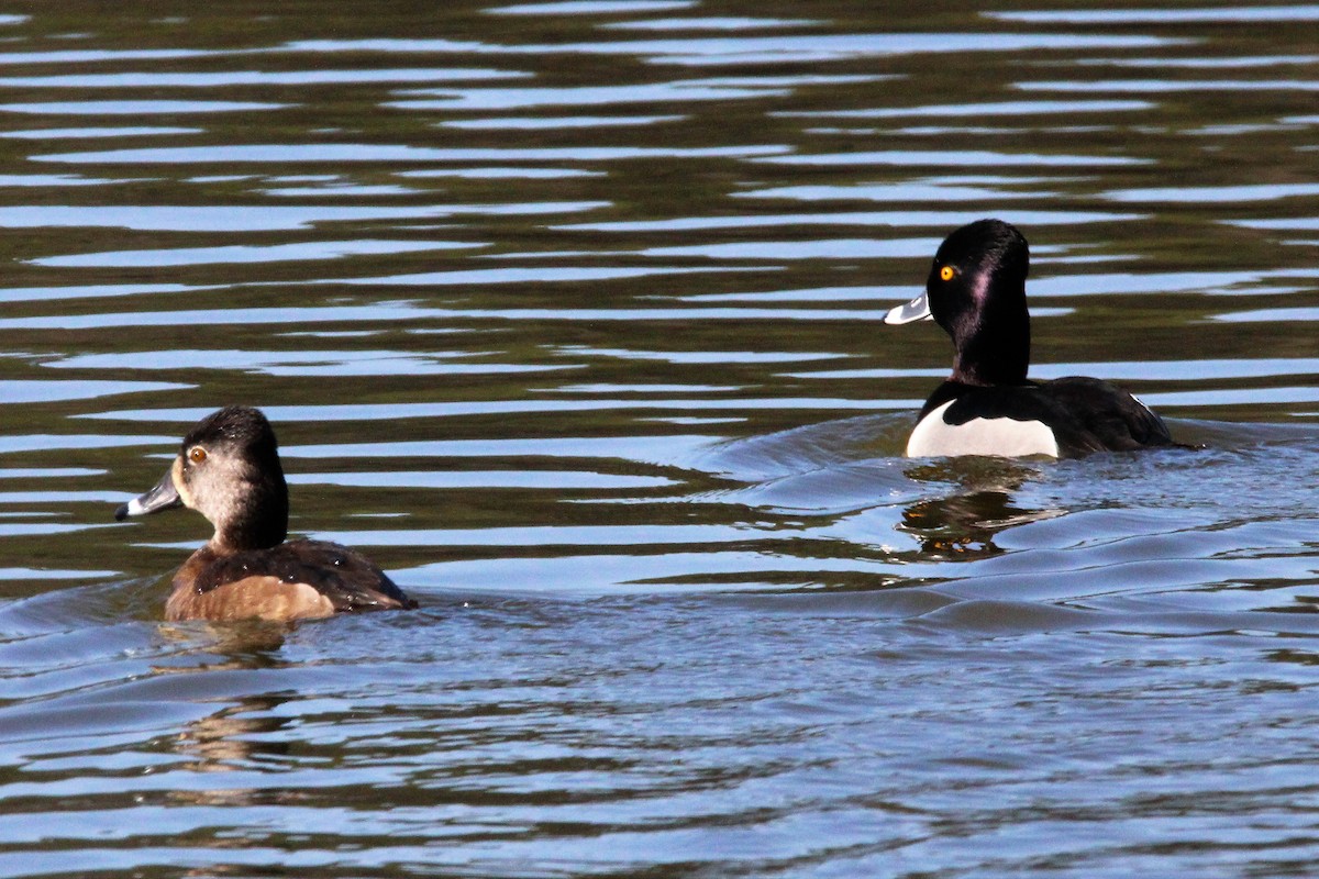 Ring-necked Duck - ML542802311