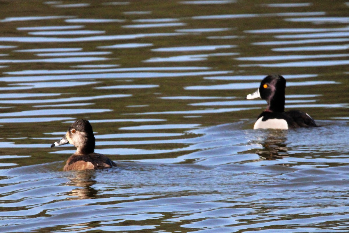 Ring-necked Duck - ML542802321