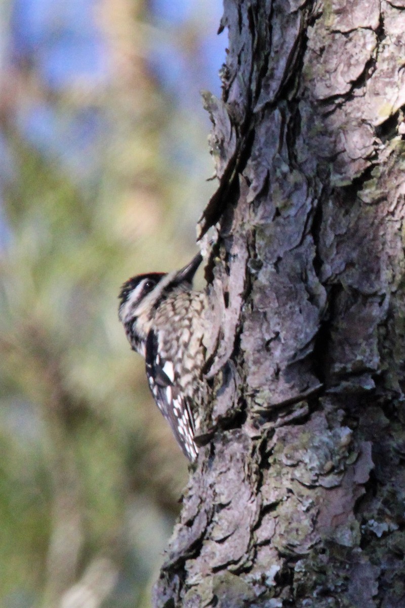 Yellow-bellied Sapsucker - ML542803011