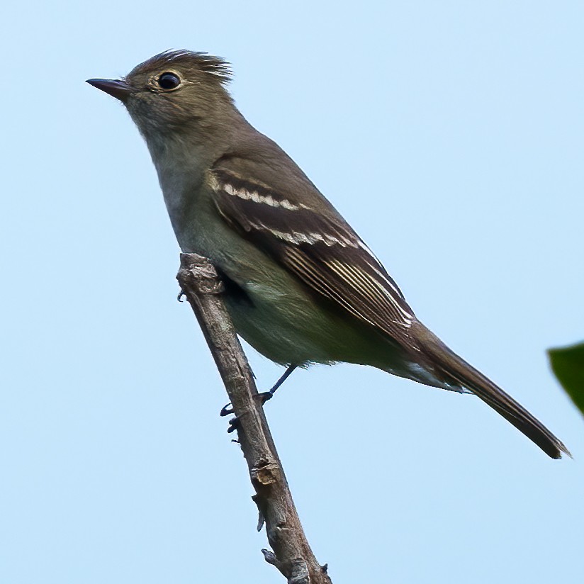 White-crested Elaenia - ML542803111