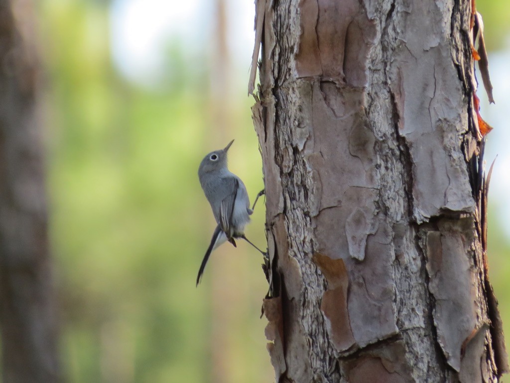 Blue-gray Gnatcatcher - Lillian Russell