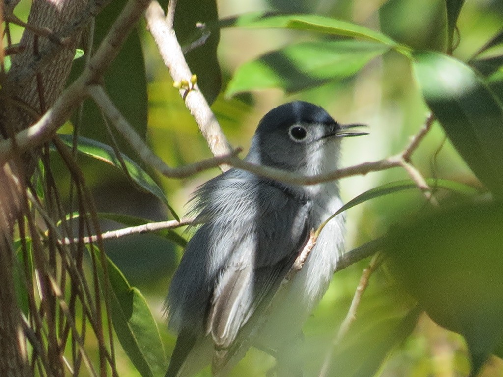 Blue-gray Gnatcatcher - Lillian Russell