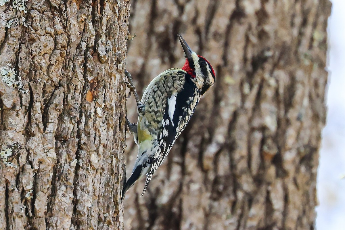 Yellow-bellied Sapsucker - amy halleen