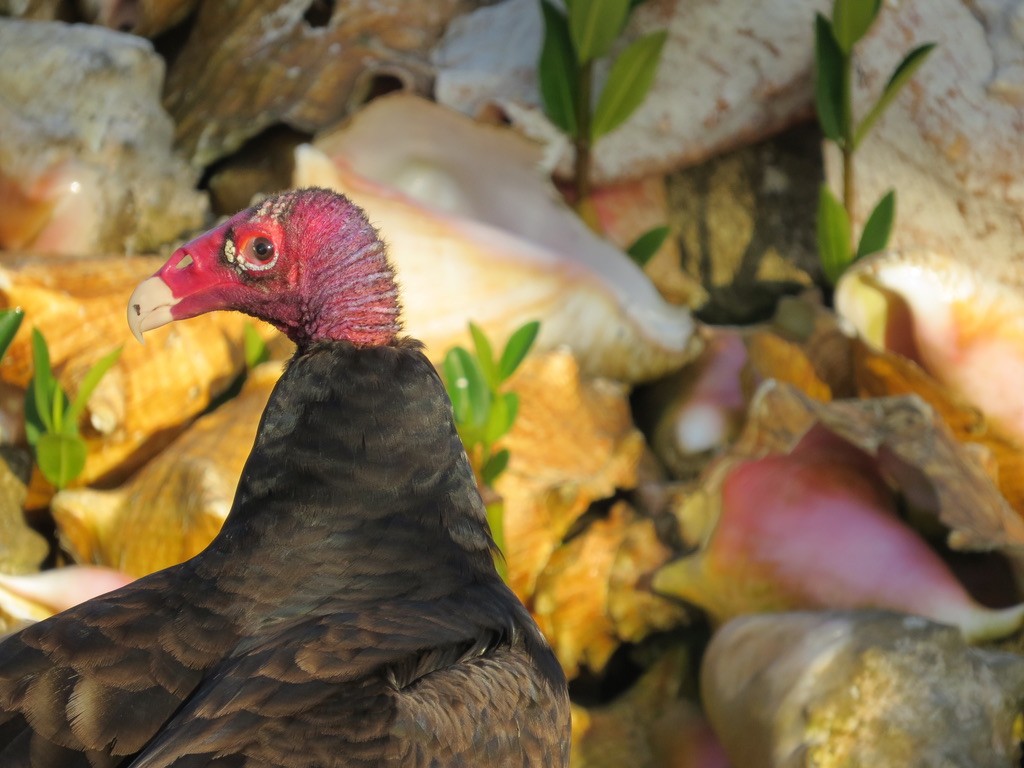 Turkey Vulture - ML542804231