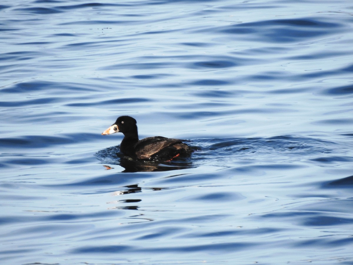 Surf Scoter - ML54280431