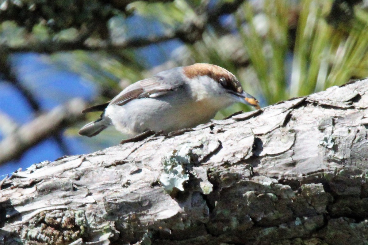 Brown-headed Nuthatch - Beverly Dant
