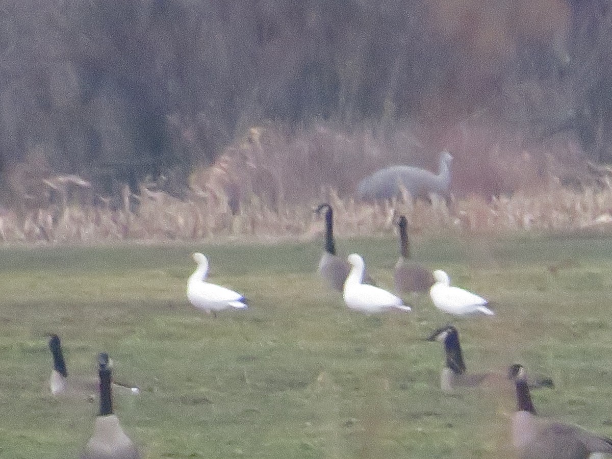 husa sněžní - ML542804761