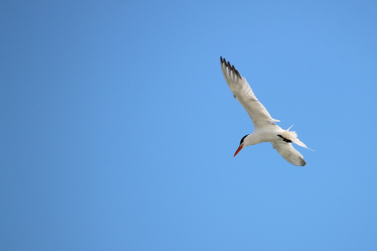 Royal Tern - ML542804791