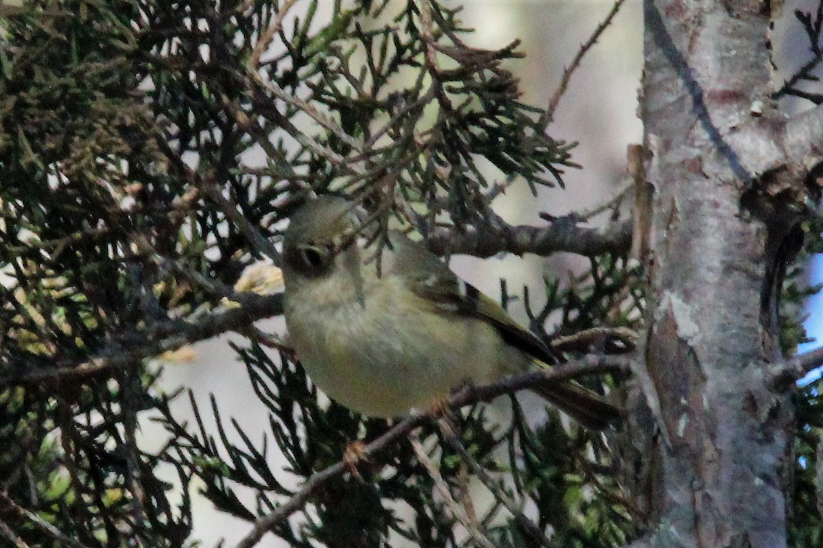 Ruby-crowned Kinglet - Beverly Dant