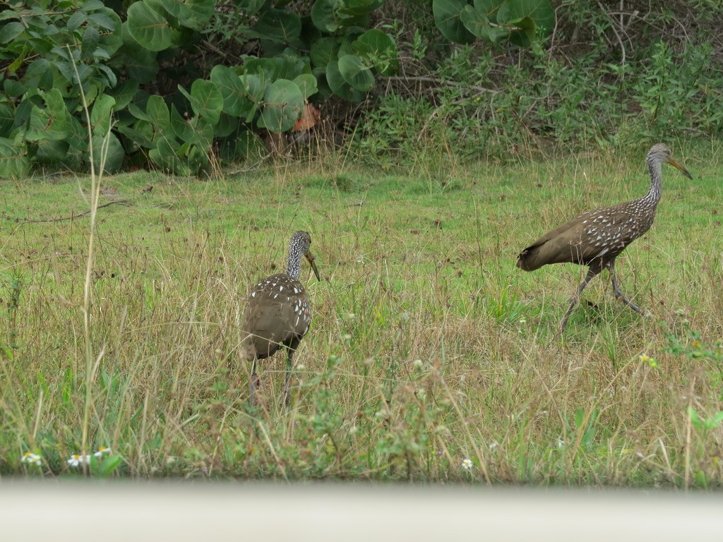 Limpkin - ML542805371