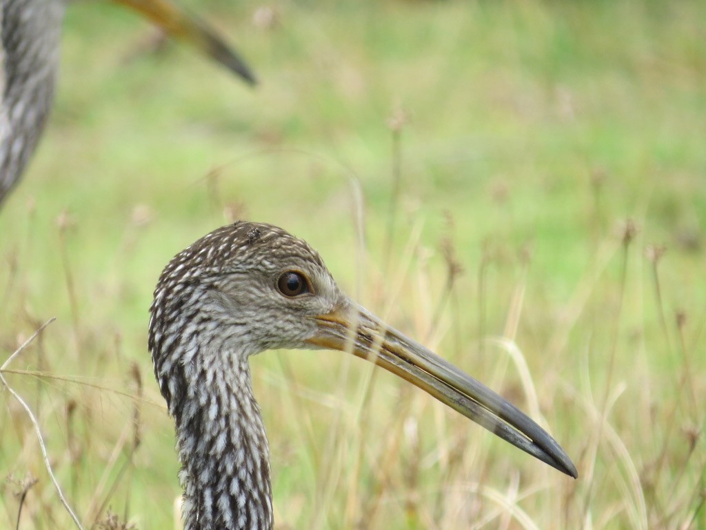 Limpkin - ML542805381