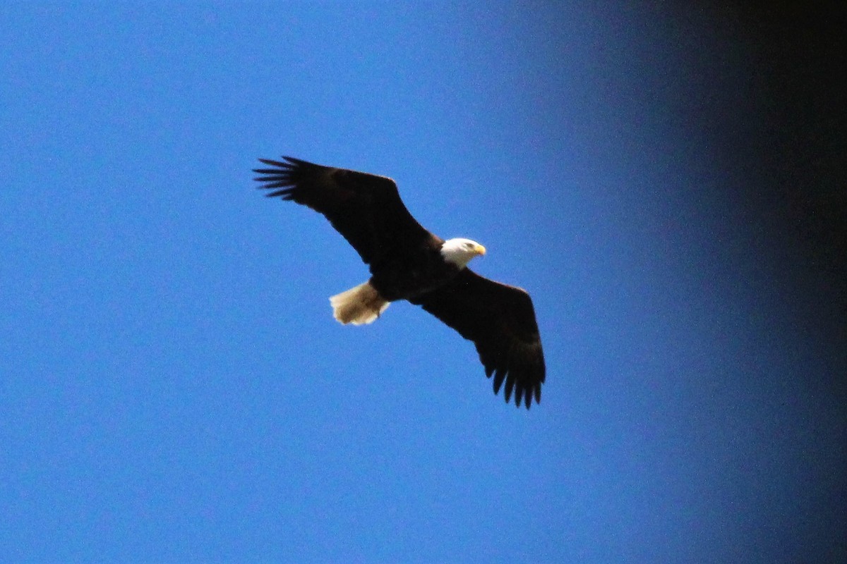 Bald Eagle - Beverly Dant