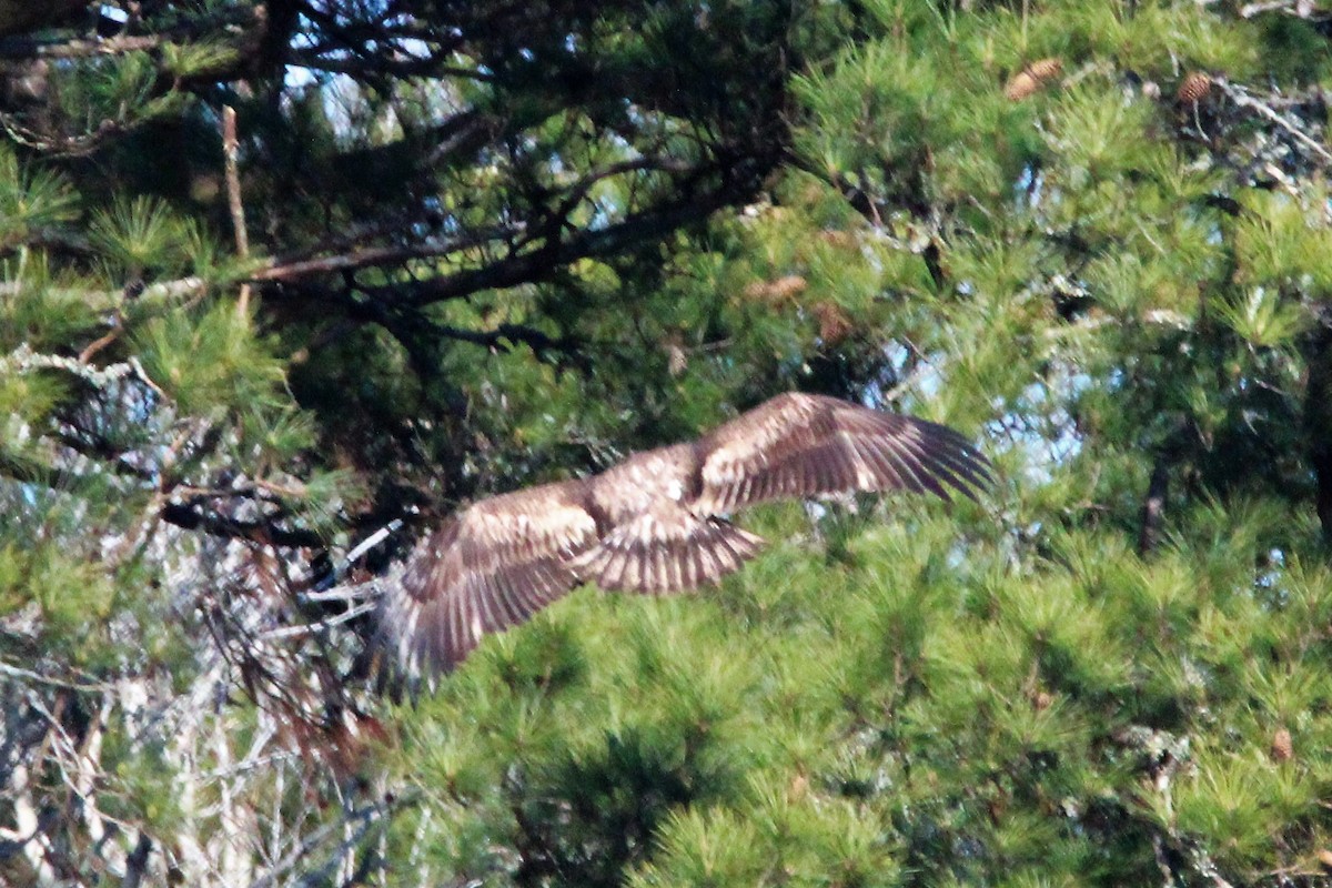 Bald Eagle - ML542805551