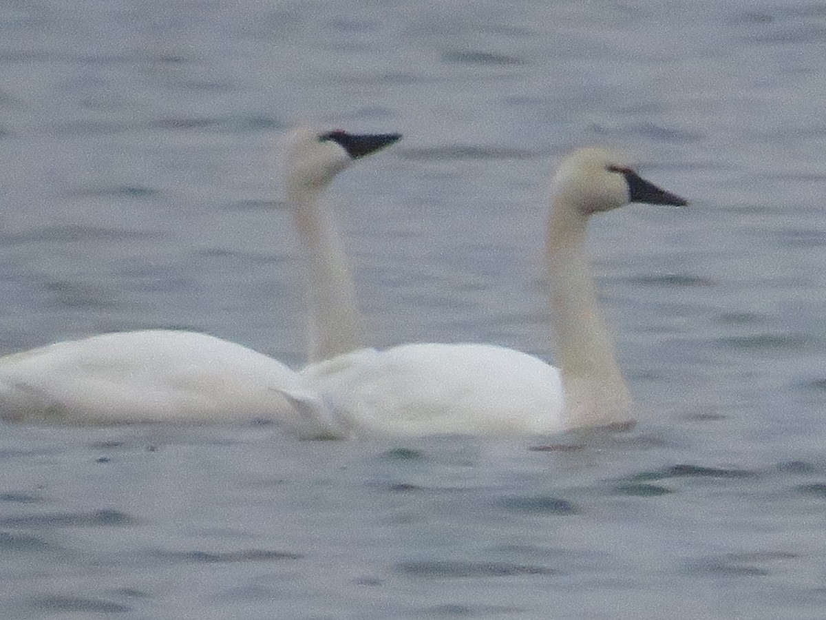 labuť malá - ML542805881