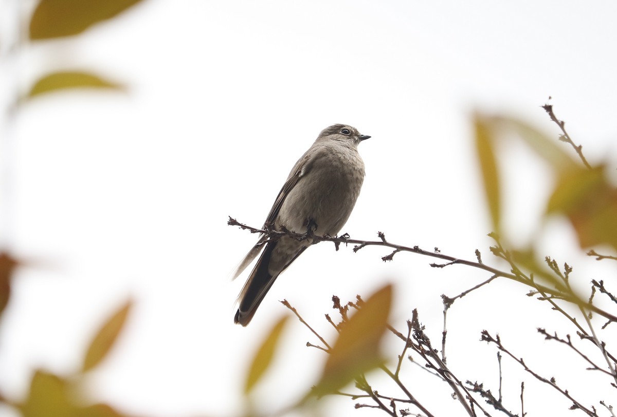 Townsend's Solitaire - Ryan Winkleman