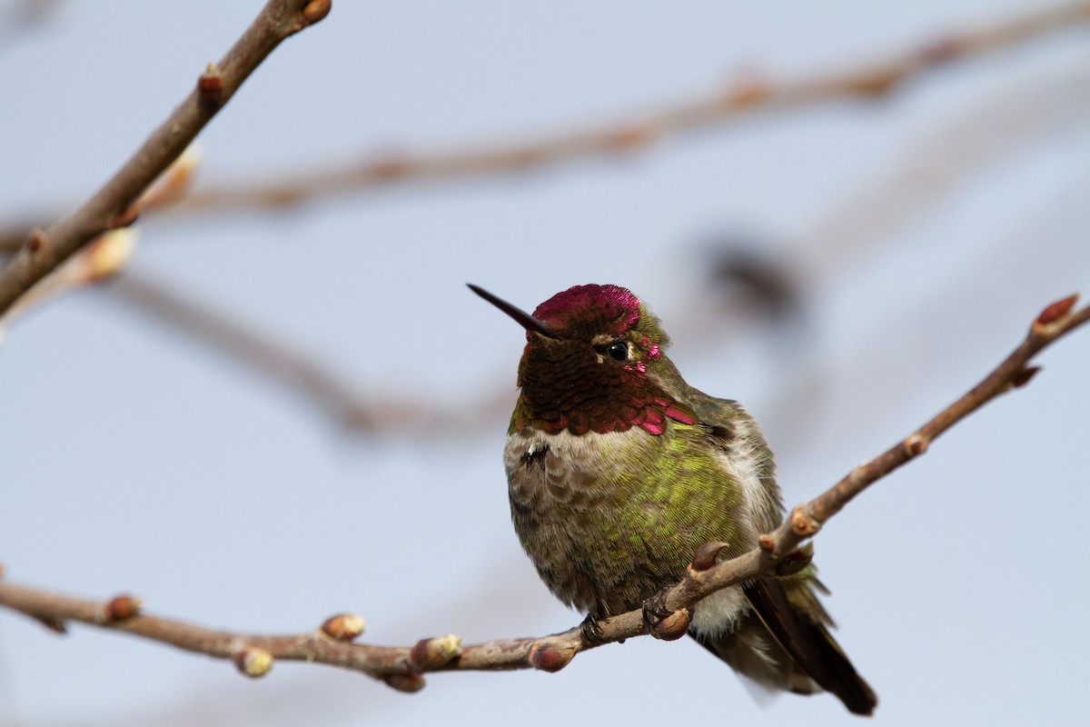Anna's Hummingbird - Levi Rehberg
