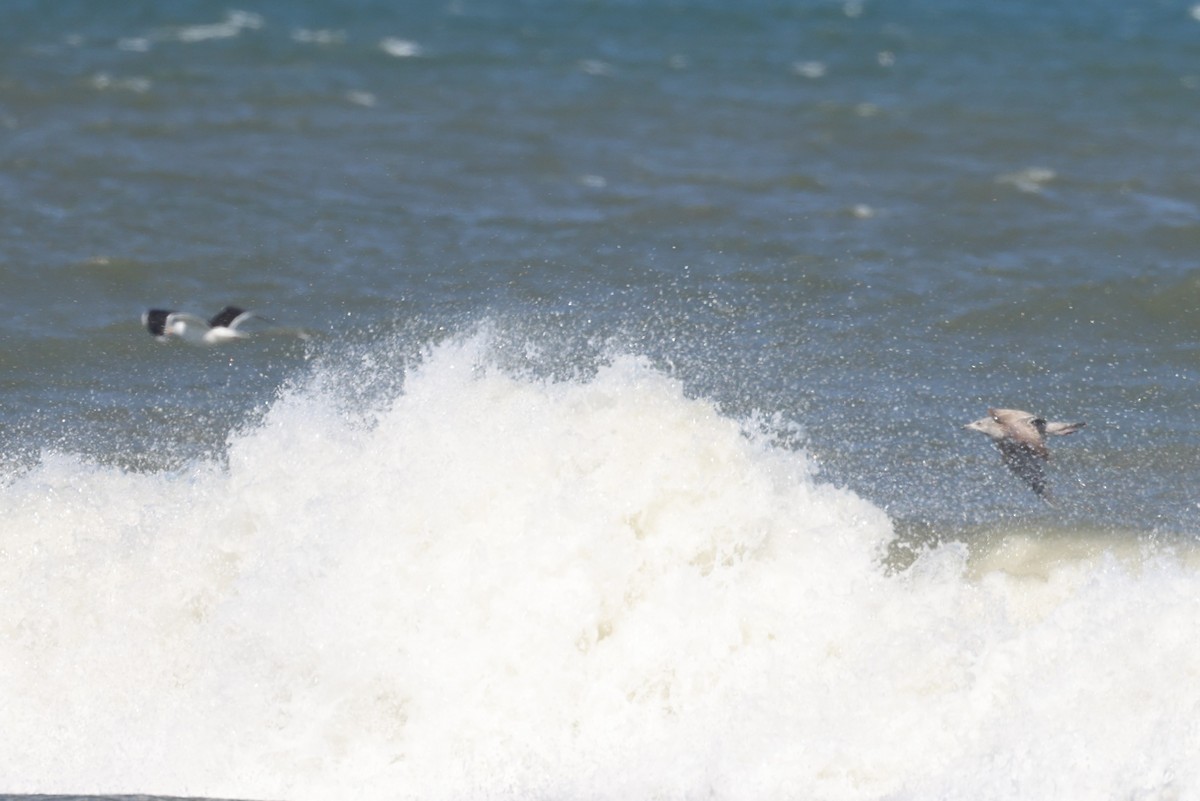 Great Black-backed Gull - ML542808091