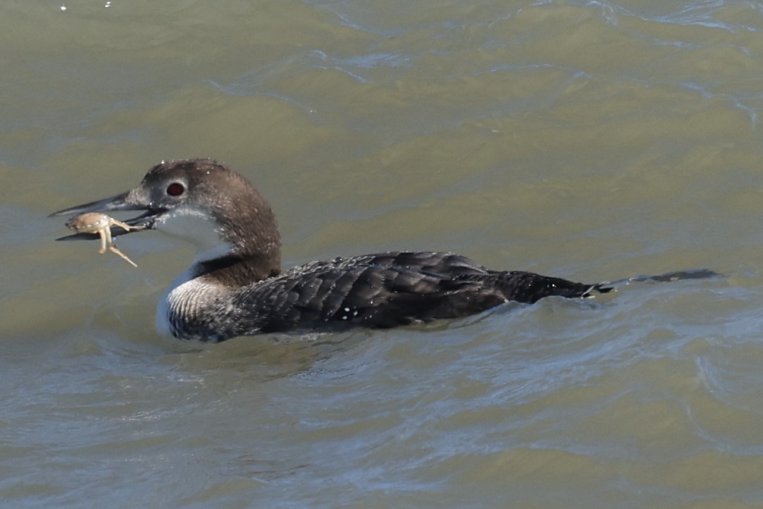 Plongeon huard - ML542808281