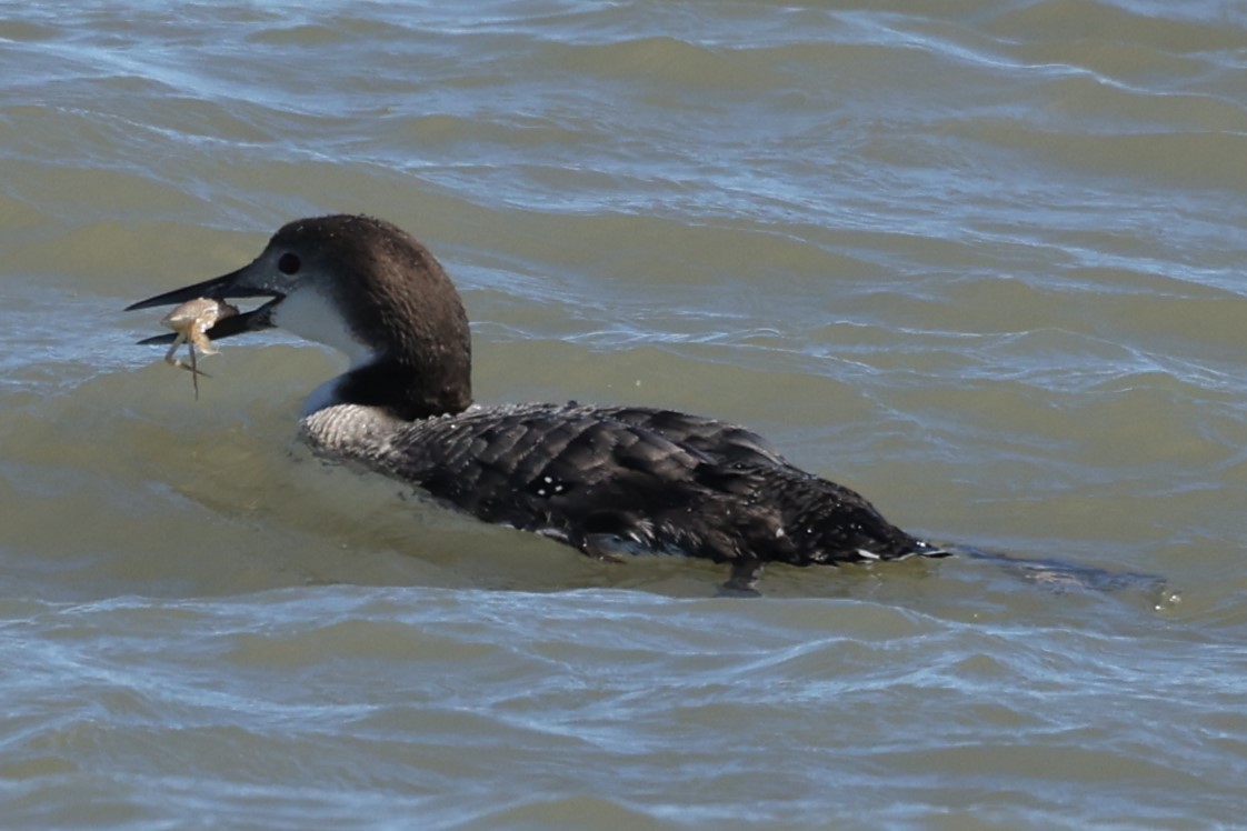 Common Loon - Kathy Richardson