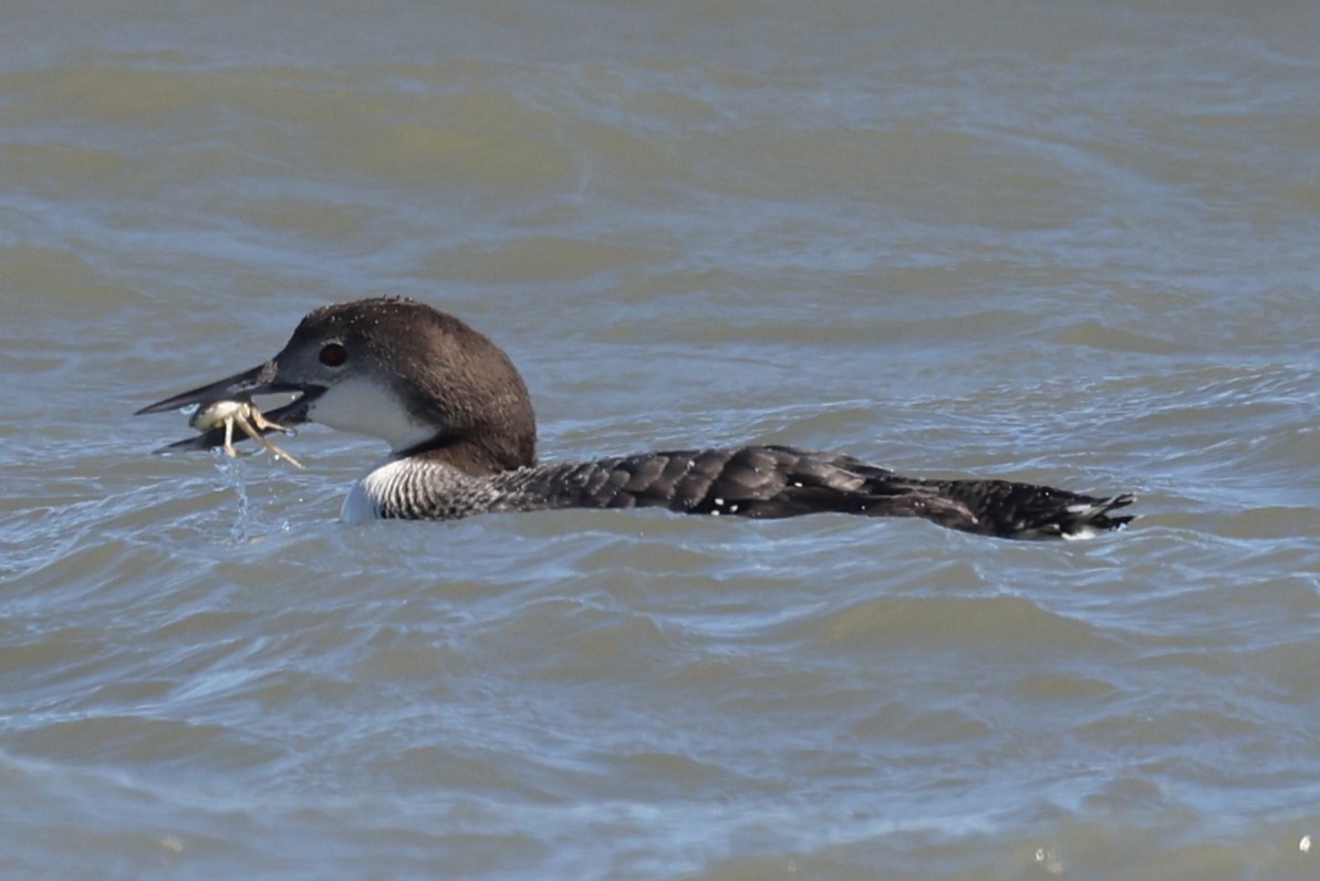 Common Loon - ML542808311