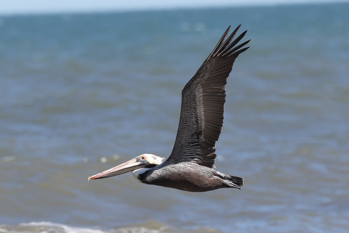 Brown Pelican - ML542808411