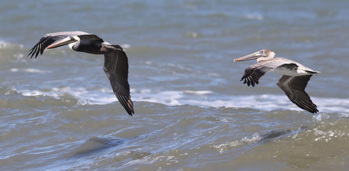 Brown Pelican - ML542808421